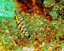 Harlequin Bass seen in Grand Bahamas May 2009.  Photo tak... by Bonnie Conley 